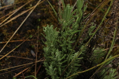 Neobartsia