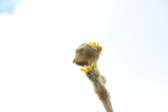 Espeletia congestiflora