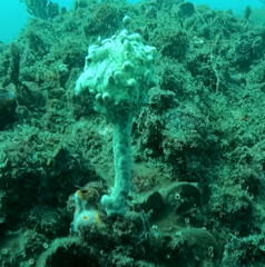 Pyura spinifera