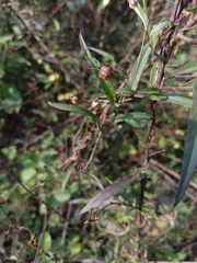 Xenostegia tridentata