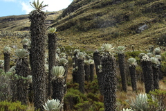 Espeletia