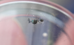 Eucharitidae
