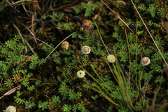 Plagiocheilus soliviformis