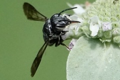 Cyrtocoelioxys