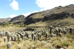 Espeletia