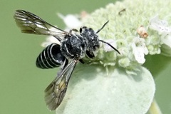 Cyrtocoelioxys