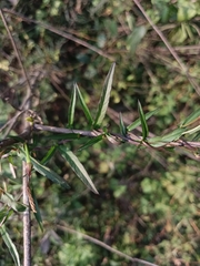 Xenostegia tridentata