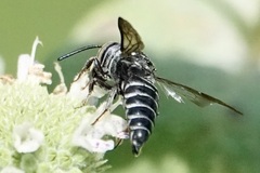 Cyrtocoelioxys