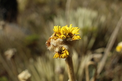 Espeletia congestiflora