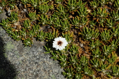 Linochilus colombianus