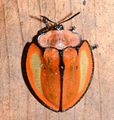 Cyrtonota marginata