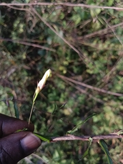 Xenostegia tridentata
