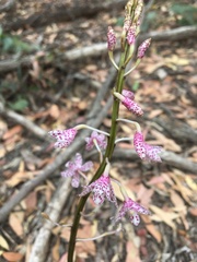 Dipodium pardalinum