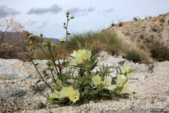 Mohavea confertiflora