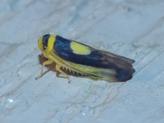 Colladonus clitellarius