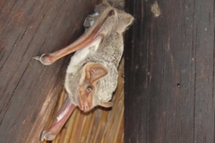 Taphozous mauritianus