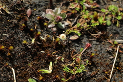 Plagiocheilus soliviformis