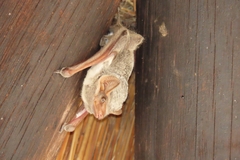 Taphozous mauritianus