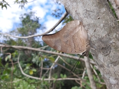 Archaeoprepona demophon centralis