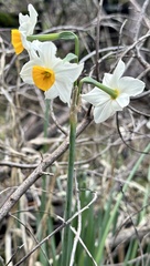 Narcissus tazetta