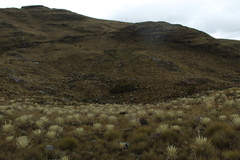 Espeletia congestiflora