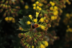 Bombus rubicundus