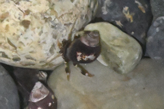Pagurus hirsutiusculus