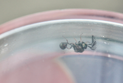 Eucharitidae