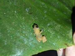 Diasporus diastema