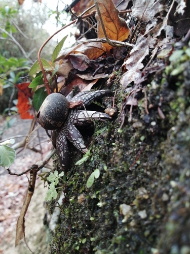 Astraeus hygrometricus