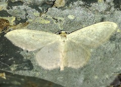 Idaea straminata