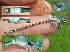 Lestes eurinus