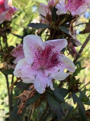Rhododendron