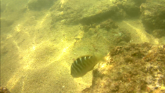 Halichoeres notospilus