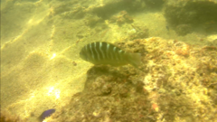 Halichoeres notospilus