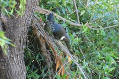 Clamator levaillantii