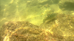 Halichoeres notospilus