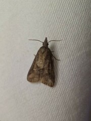 Platynota idaeusalis