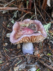 Cortinarius cylindripes