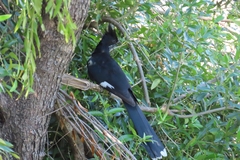 Clamator levaillantii