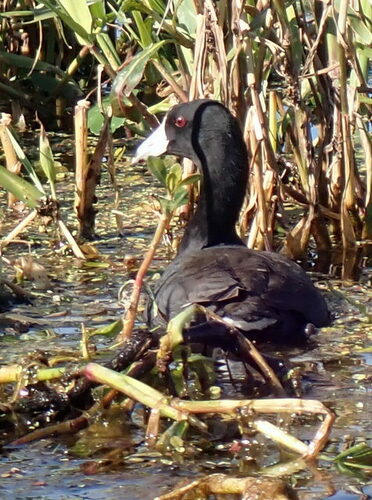 American Coot photographed in Florida