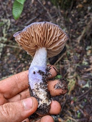 Cortinarius cylindripes