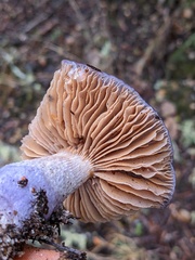 Cortinarius cylindripes