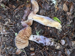 Cortinarius cylindripes