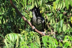 Clamator levaillantii