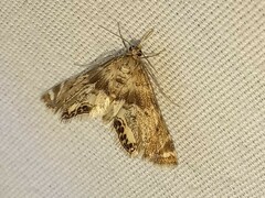 Petrophila fulicalis