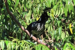 Clamator levaillantii