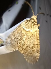 Prionoxystus macmurtrei