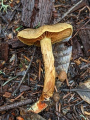 Cortinarius thiersii