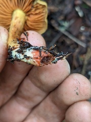 Cortinarius thiersii